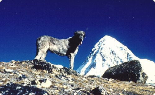 Namche at Kala Patar, with Pumori looming behind